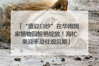 “盛夏白纱”在华南国家植物园惊艳绽放！海杧果迎来最佳观赏期