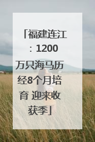 福建连江：1200万只海马历经8个月培育 迎来收获季