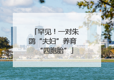 罕见！一对朱鹮“夫妇”养育“四胞胎”