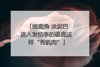 缠鹿角 涂泥巴 进入发情季的雄鹿这样“秀肌肉”