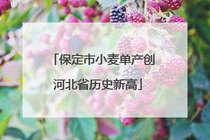 保定市小麦单产创河北省历史新高