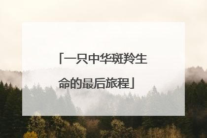 一只中华斑羚生命的最后旅程