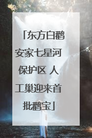 东方白鹳安家七星河保护区 人工巢迎来首批鹳宝