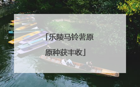 乐陵马铃薯原原种获丰收