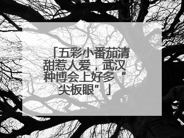 五彩小番茄清甜惹人爱，武汉种博会上好多“尖板眼”