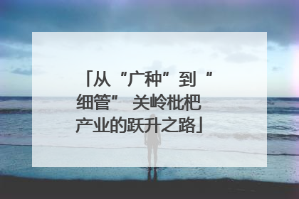 从“广种”到“细管” 关岭枇杷产业的跃升之路
