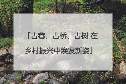 古巷、古桥、古树 在乡村振兴中焕发新姿