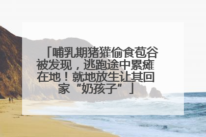 哺乳期猪獾偷食苞谷被发现，逃跑途中累瘫在地！就地放生让其回家“奶孩子”