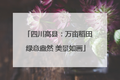 四川高县：万亩稻田绿意盎然 美景如画