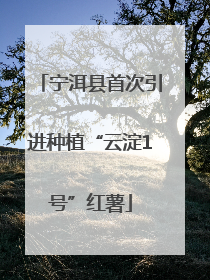 宁洱县首次引进种植“云淀1号”红薯
