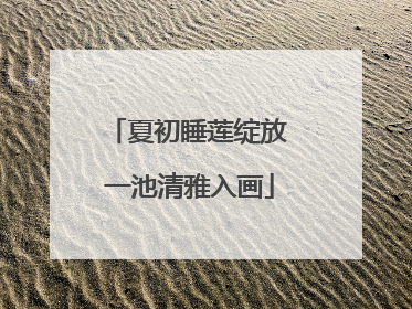 夏初睡莲绽放 一池清雅入画