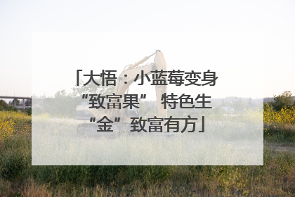大悟：小蓝莓变身“致富果” 特色生“金”致富有方