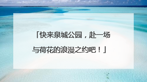 快来泉城公园，赴一场与荷花的浪漫之约吧！