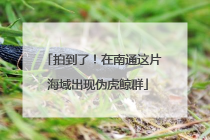 拍到了！在南通这片海域出现伪虎鲸群