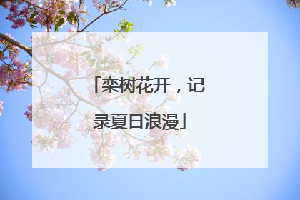 栾树花开，记录夏日浪漫