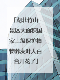 湖北竹山一景区大面积国家二级保护植物荞麦叶大百合开花了