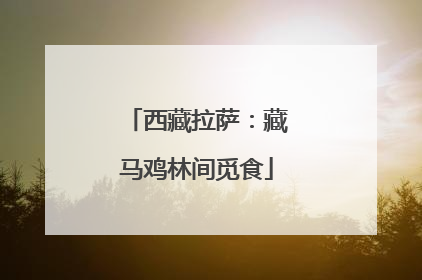 西藏拉萨：藏马鸡林间觅食