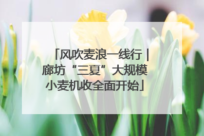 风吹麦浪一线行｜廊坊“三夏”大规模小麦机收全面开始
