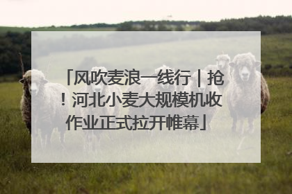 风吹麦浪一线行｜抢！河北小麦大规模机收作业正式拉开帷幕