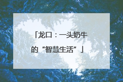 龙口：一头奶牛的“智慧生活”