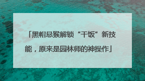 黑帽悬猴解锁“干饭”新技能，原来是园林师的神操作