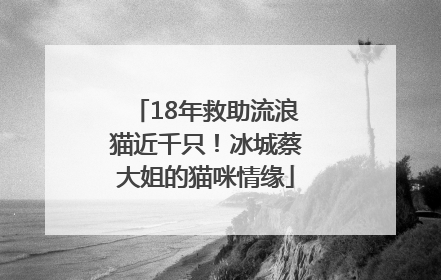 18年救助流浪猫近千只！冰城蔡大姐的猫咪情缘